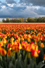 Blooming tulip fields in the Netherlands. Tulip fields near Lisse. Keukenhof Park in bloom