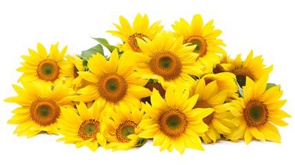 Fototapeta premium Bright yellow sunflowers in full bloom cut out on white background