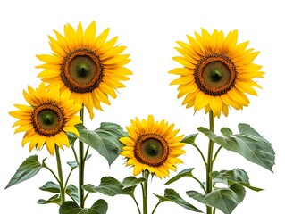 Obraz premium Bright yellow sunflowers in full bloom cut out on white background