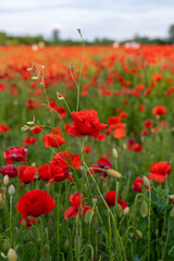 Blooming field with red poppies
