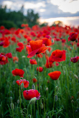 Blooming poppies. Field of poppies. Red juicy poppies