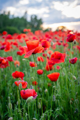 Blooming poppies. Field of poppies. Red juicy poppies