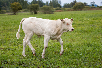 Obraz premium A white calf stands alone in a grassy field, looking curiously toward the camera, with trees in the background.