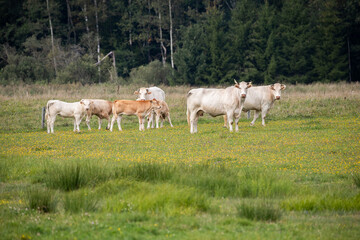 Fototapeta premium A group of white and light brown cows standing and grazing in a colorful, flower-filled meadow.