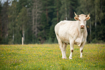 Obraz premium single white cow stands in a grassy field with wildflowers, gazing toward the camera. The background is filled with trees and a soft, cloudy sky.