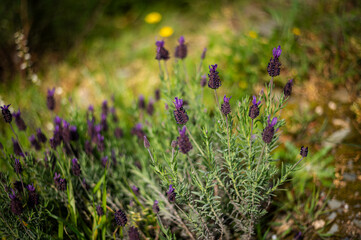Flowers in the meadow