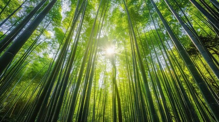 Fototapeta premium Looking up through a thick bamboo forest with the sun shining through the canopy.