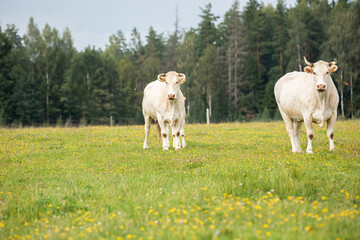 Fototapeta premium Two white cows standing in the middle of a lush green field with a distant tree line on a cloudy day.