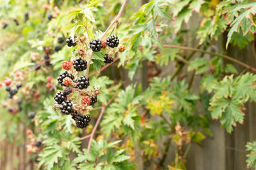 ripe blackberries on a green background of leaves