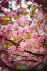 Cherry blossom season. Sakura blossoms like a pink cloud on the streets of the city