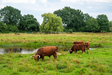 Fototapeta premium Brown cows grazing in the meadows of the Brondby strandpark, Copenhagen, Denmark