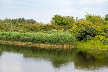 Green meadows and natural water pond at the Brondby park, Copenhagen, Denmark