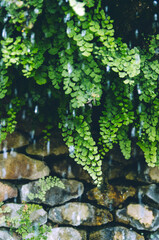 Lush green ferns cascading over a rustic stone wall with a water droplets falling from fountain
