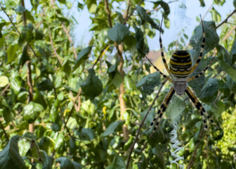 Argiope bruennichi in the garden