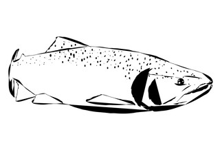 A modern outline of a salmon fish