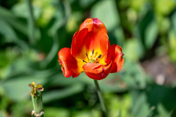 Orange Tulip