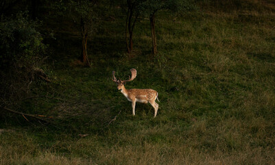 deer in the forest