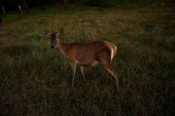 deer in the forest