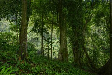 Obraz premium Tropical jungles of Southeast Asia