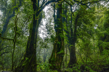 Tropical jungles  of Southeast Asia