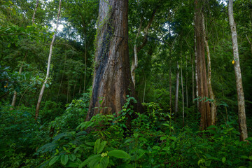 Obraz premium Tropical jungles of Southeast Asia