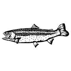 Rainbow Trout  Fish