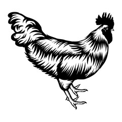 Rhode Island Red Rooster