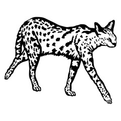 Obraz premium Serval