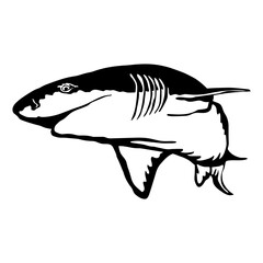 Sevengill Shark