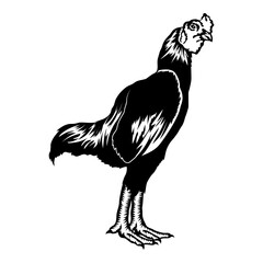 Fototapeta premium Shamo Rooster