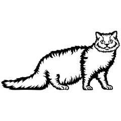 Selkirk Rex Cat
