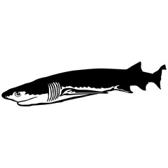 Sevengill Shark