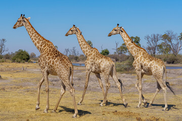 three giraffe walking in the kalahari desert in Botswana Africa