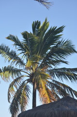 Fototapeta premium Palm tree on blue sky