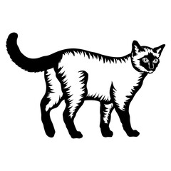 Siamese Cat