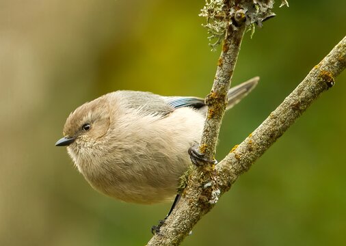 An American bushtit, It is the only species in the family Aegithalidae found in the New World, and the only member of the genus Psaltriparus.