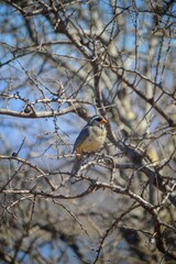 Serranian Avian Beauty: Birds of Cordoba's Mountainous Wilderness