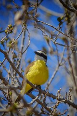 Serranian Avian Beauty: Birds of Cordoba's Mountainous Wilderness