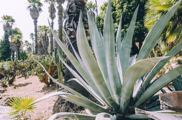 Agave plant in cacti Mossen Costa i Llobera Gardens in Barcelona