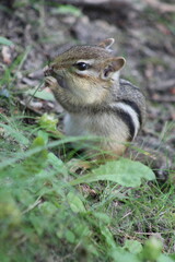 Chipmunk in nature