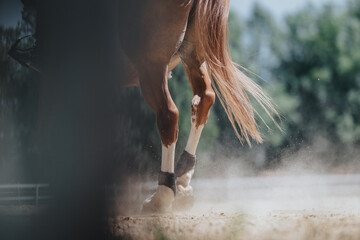 Close-up shot of a horse's legs in motion, kicking up dust on a sunny day. Capturing the dynamic...