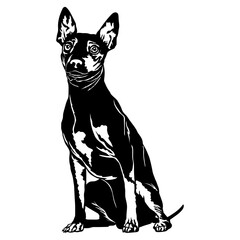 Sitting American Hairless Terrier