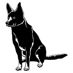 Sitting Australian Kelpie