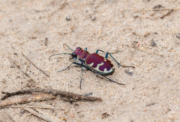 Big Sand Tiger Beetle Cicindela formosa in Colorado exhibits vibrant colors