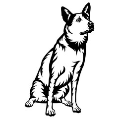 Sitting Australian Stumpy Tail Cattle Dog