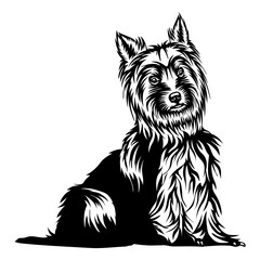 Sitting Australian Silky Terrier