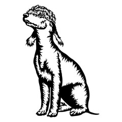 Sitting Bedlington Terrier
