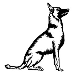 Sitting Belgian Malinois