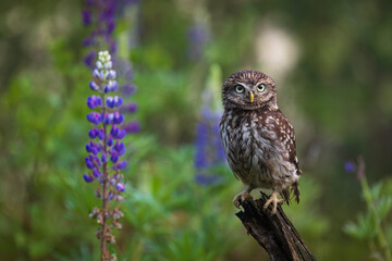 Owl in lupine. Little owl, Athene noctua, perched in blue-pod lupine flowers on forest meadow. Owl of Athena in natural habitat. Beautiful bird with yellow eyes. Wild spring nature. Wildlife.