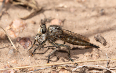 A close-up view of a female robber fly in the genus Efferia after capturing a grasshopper in...